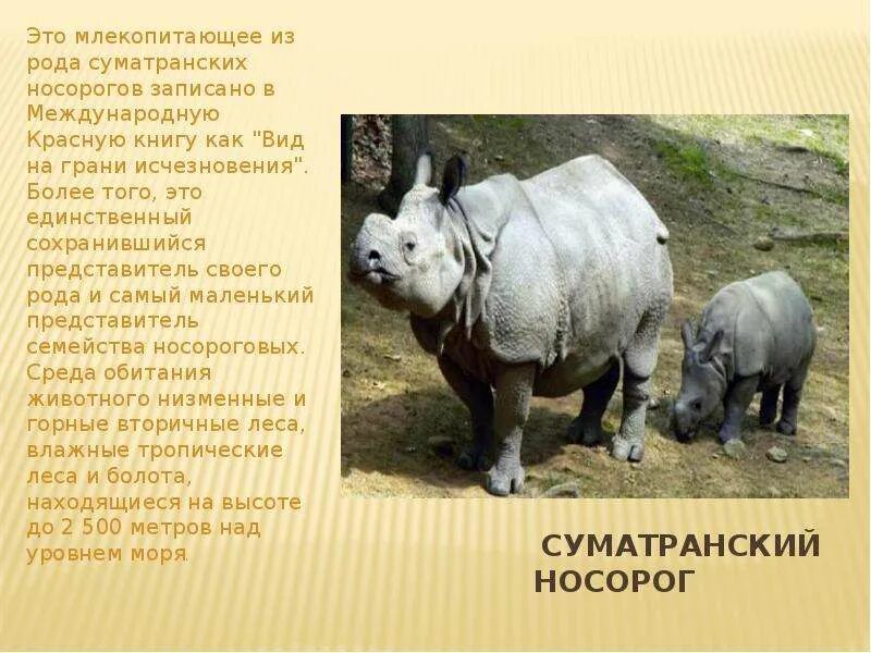 Носороги краткое содержание