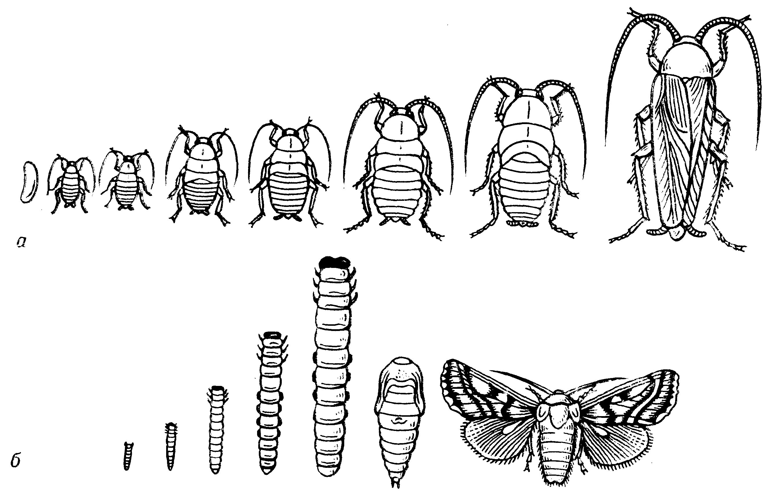 Яйцо личинка куколка Имаго. Стадия превращения личинки в Имаго. Стадии развития насекомых Имаго. Имаго это у насекомых. Стадии развития с метаморфозом