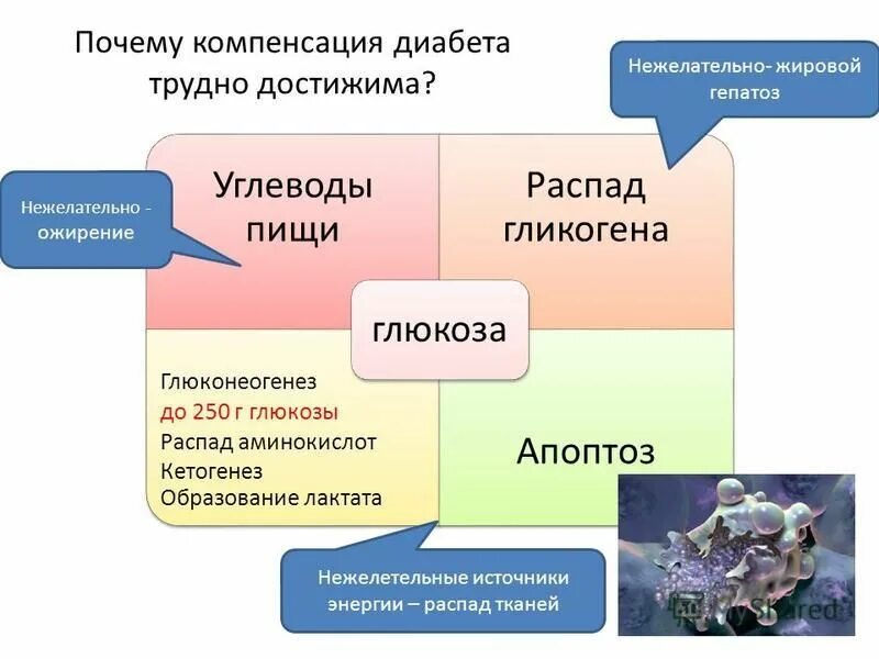 Продукты распада тканей. Компенсация диабета. Компенсированный диабет. Влияние избытка инсулина на белых мышей.