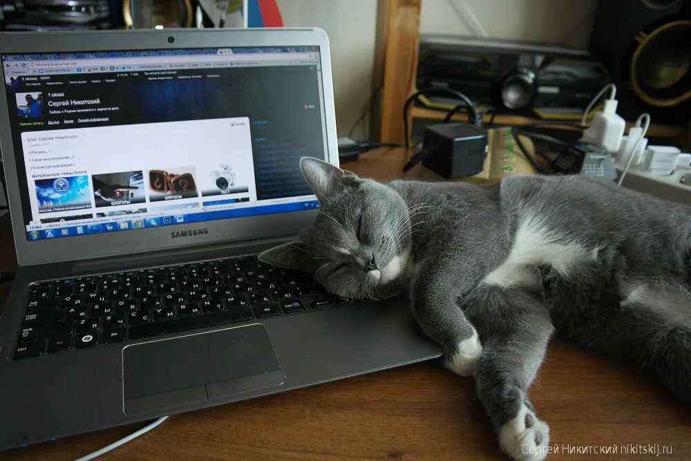 кот валера фото. этот дом коты. кот валера приколы. кот валера. кот валера.