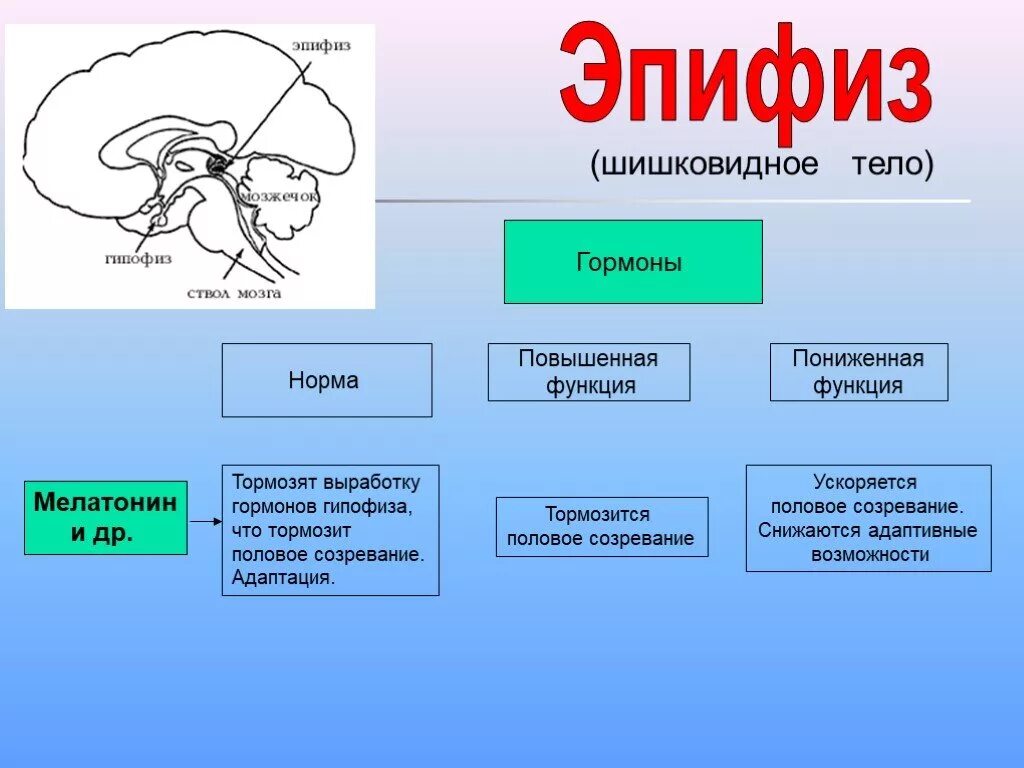 Эпифиз строение гормоны таблица. Гормоны гипофиза и эпифиза. Шишковидное тело строение и функции. Эпифиз строение и функции гормоны.