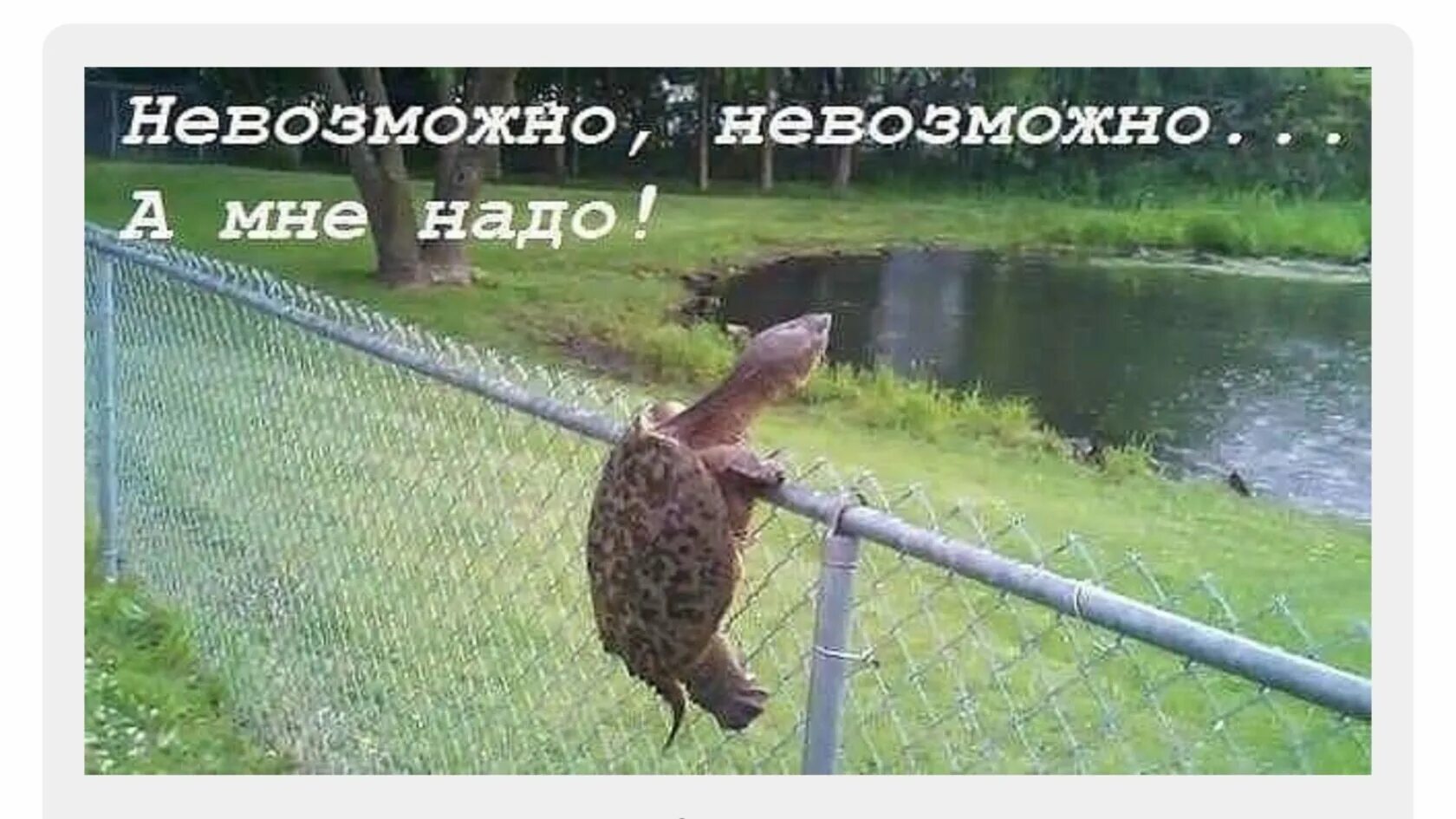 Снятся препятствия. Черепаха через забор. Сквозь преграды. Черепаха перелезает через забор. Преодоление препятствий приколы.