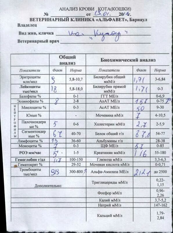 Какие анализы делают в поликлинике