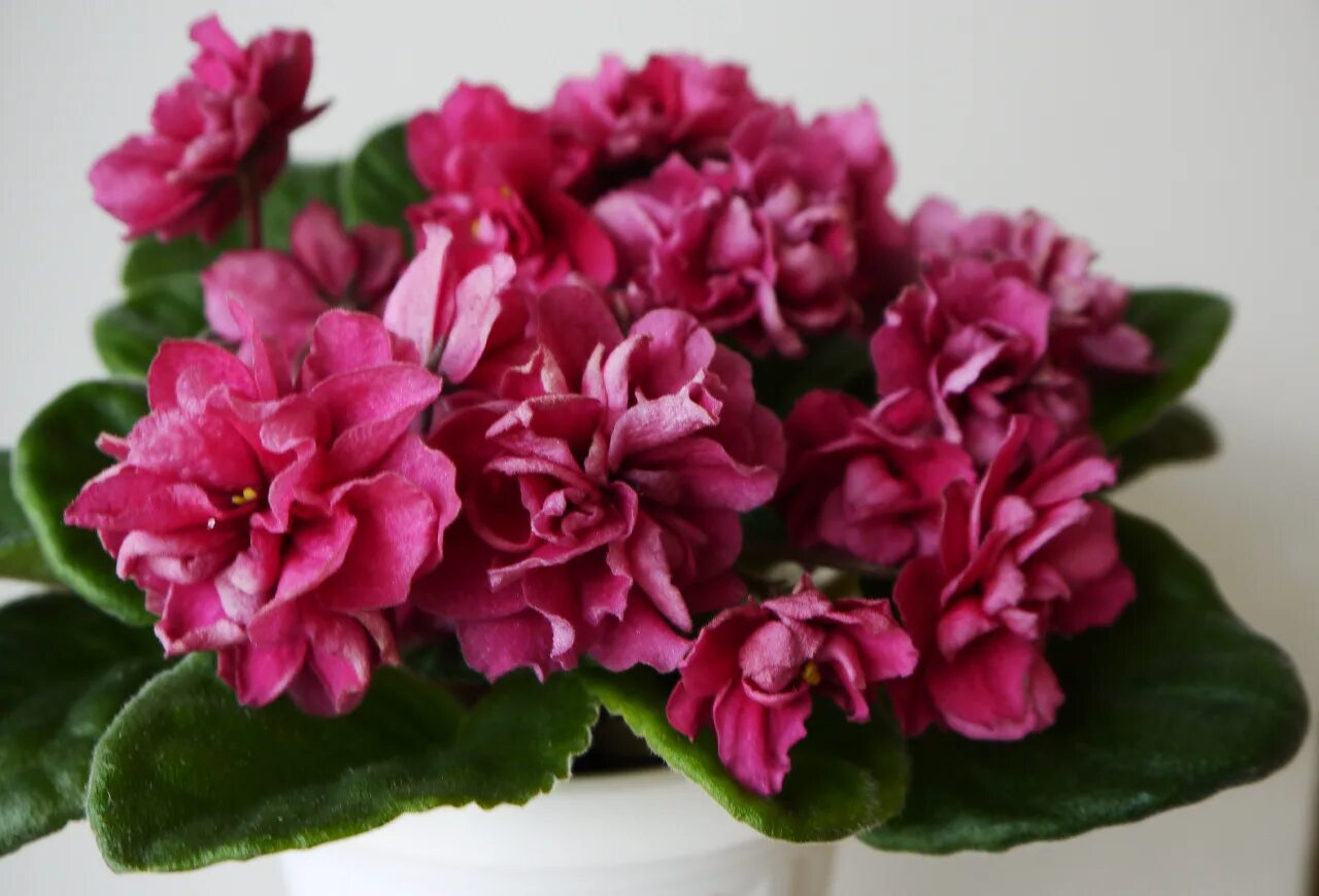 фиалка малиновый щербет. фиалка лф малина. фиалка мулен руж. фиалки малиновые. фиалки малиновые.