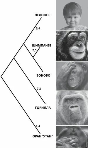 Хромосомы человека и обезьяны. Кариотип обезьяны и человека. Геном человека и шимпанзе. Геном обезьяны. Геном обезьяны.