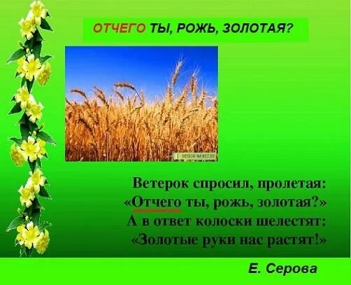 Окончание слова рожь. Предложение со словом рожь. Предложение Золотая рожь. Стихи про золотую рожь. Придумать предложение со словом рожь.