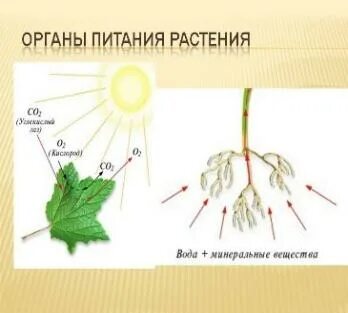 Органы питания у растений