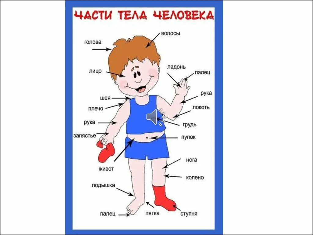 Выберите части тела человека. Строение человека для дошкольников. Части тела человека для детского сада. Строение человека части тела. Части тела с названиями для детей.