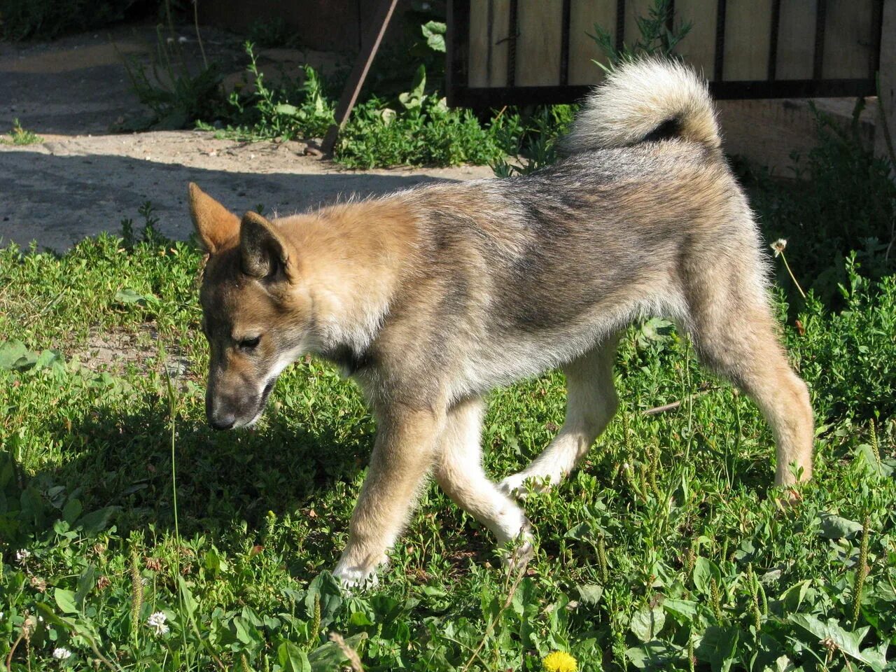 3 лайка. ЗСЛ лайка 4 месяца. Лайка ЗСЛ 3 месяца. Щенок Западно сибирской лайки 3 месяца. Западно Сибирская лайка 4 месяца.