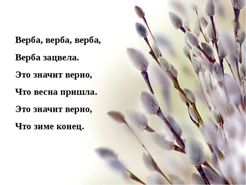 Предложение о цветущей вербе. Стих про вербу. Верба Верба Верба Верба зацвела. Стихотворение про вербу для детей. Ветка вербы.