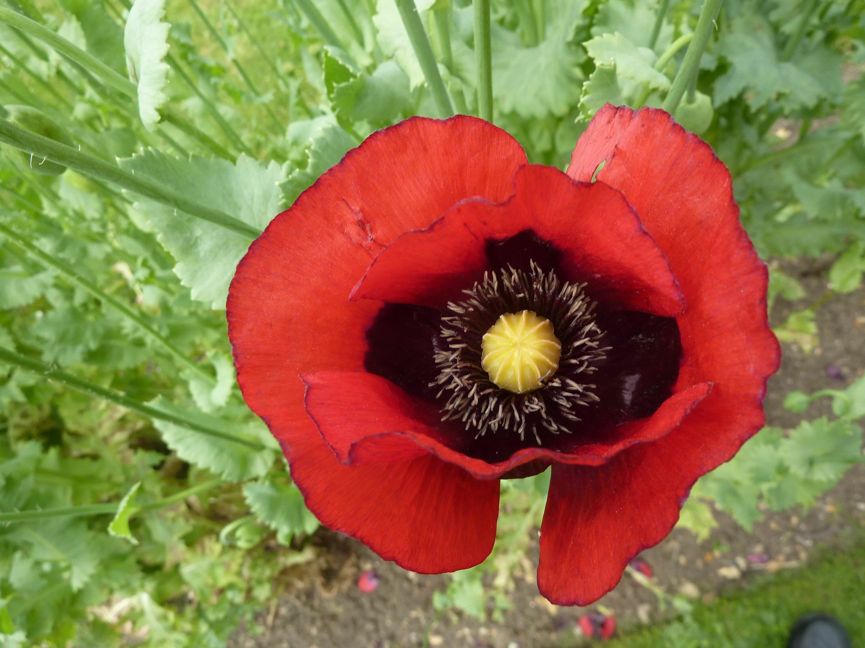 Мак робертса. Мак снотворный мак опиумный. мак самосейка опиум. мак опийный (papaver somniferum). мак цветок опиум.