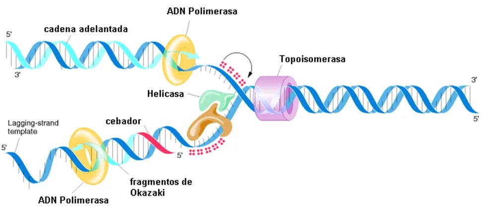 Adn 431. Оказаки биология. adn. adn 413.