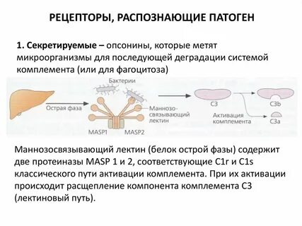 Распознают патогены