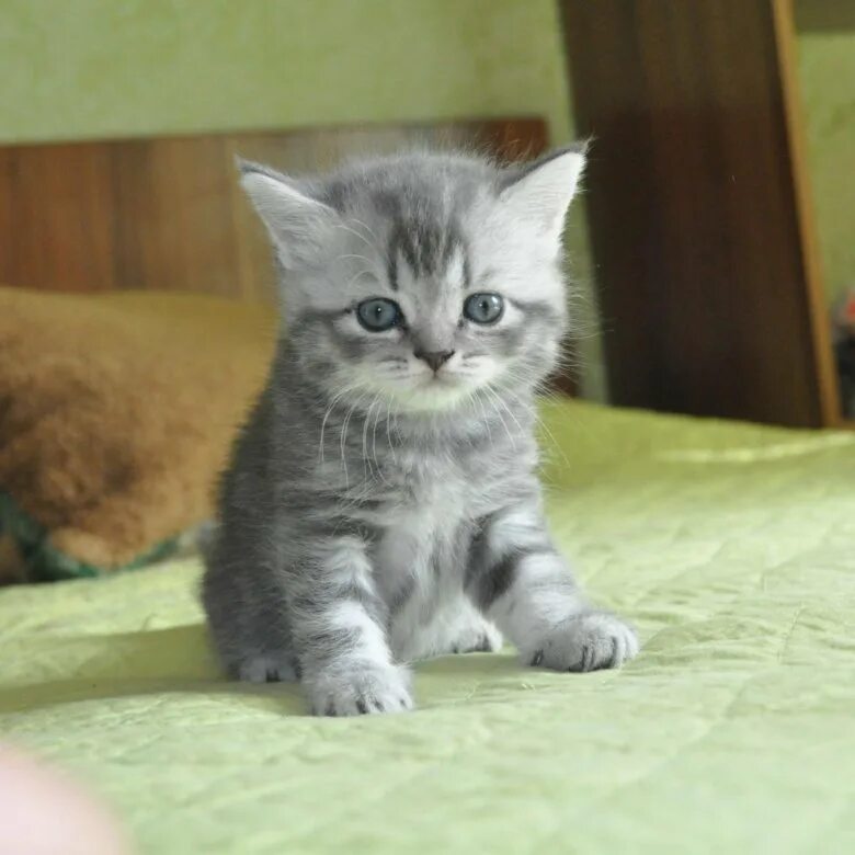 Шотландская прямоухая короткошерстная. Скоттиш страйт серый котенок. Шотландский скоттиш страйт. Шотландская скоттиш страйт кошка. Шотландские котята скоттиш страйт.