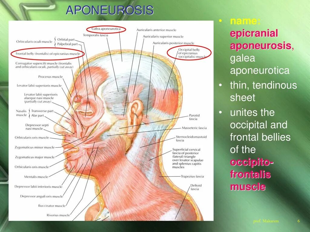 Массаж апоневроза головы. Апоневроз надчерепной мышцы. Апоневроз головы симптомы.