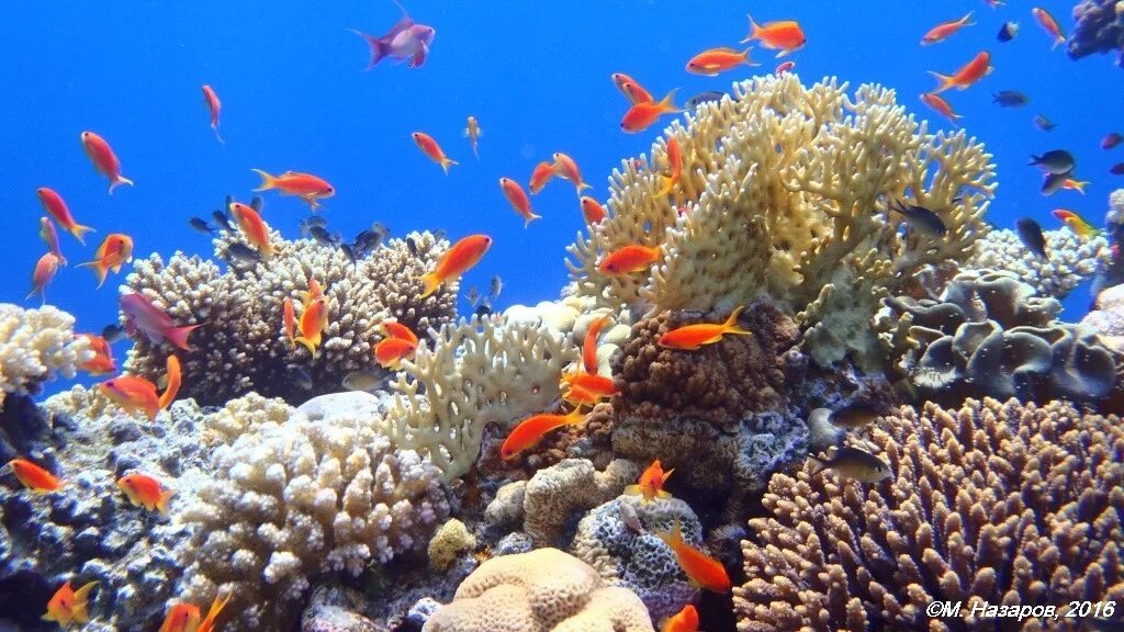 коралловый пляж reef египет. шармаль шейх море. хургада коралловый пляж. подводный риф шарм-эль-шейх. кораллы в хургаде.