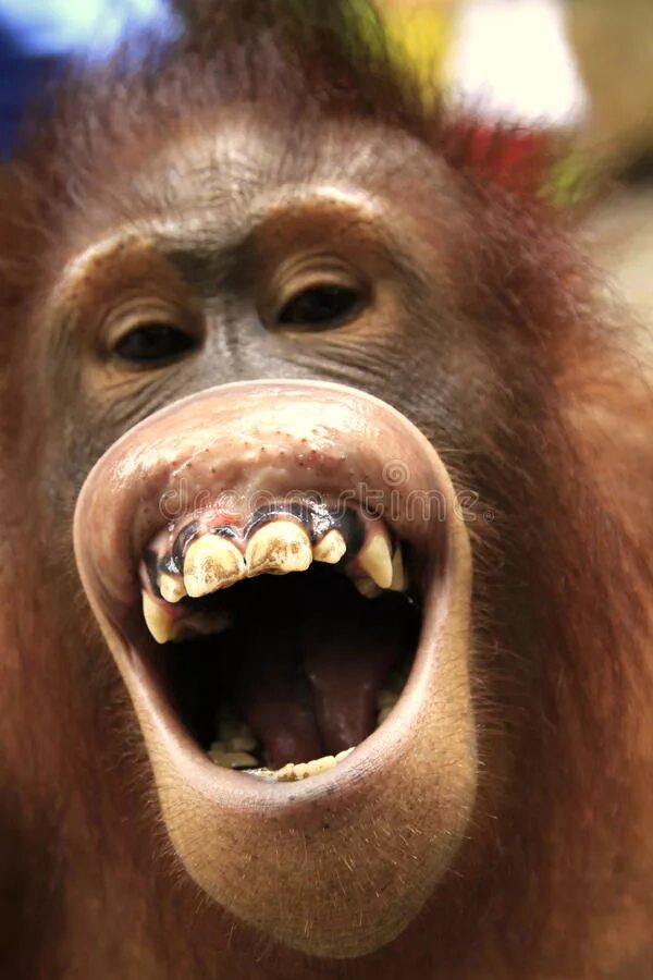 Зубы обезьяны. Обезьяна с открытым ртом. Обезьяна с кривыми зубами. Обезьяны с открытыми ртами.