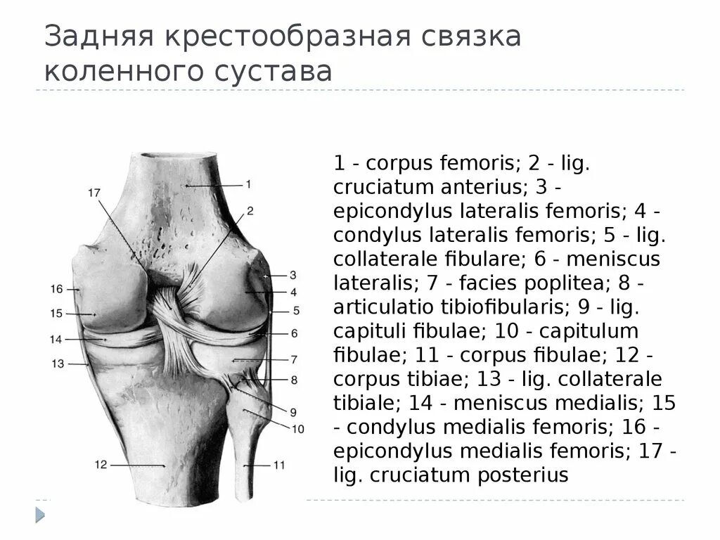 Строение крестообразной связки коленного сустава. Задняя крестообразная связка коленного. Крестообразные связки коленного сустава функции. Крестовидные связки коленного сустава функции.