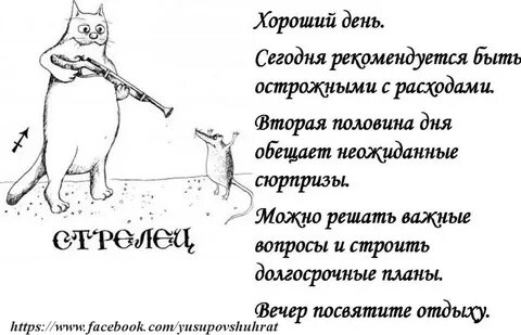 Кот стрелец
