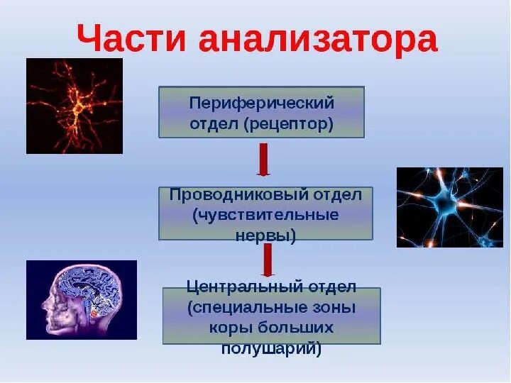 Структура анализатора периферический отдел. Проводниковый отдел температурного анализатора. Периферический отдел чувствительного анализатора. Центральный отдел зрительного анализатора функции. Функции периферической части зрительного анализатора.