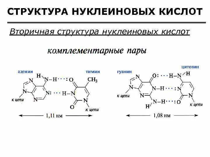 Структура нуклеиновых кислот формула. Состав нуклеиновых кислот формула. Нуклеиновые кислоты химия формула. Первичная структура нуклеиновых кислот формула.