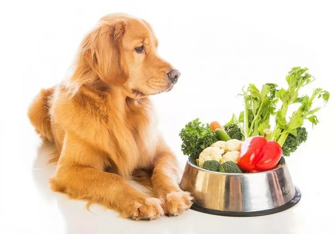 Животные с едой. Еда для собак. Диетотерапия животных. Кормление собак. Диетотерапия мелких домашних животных..