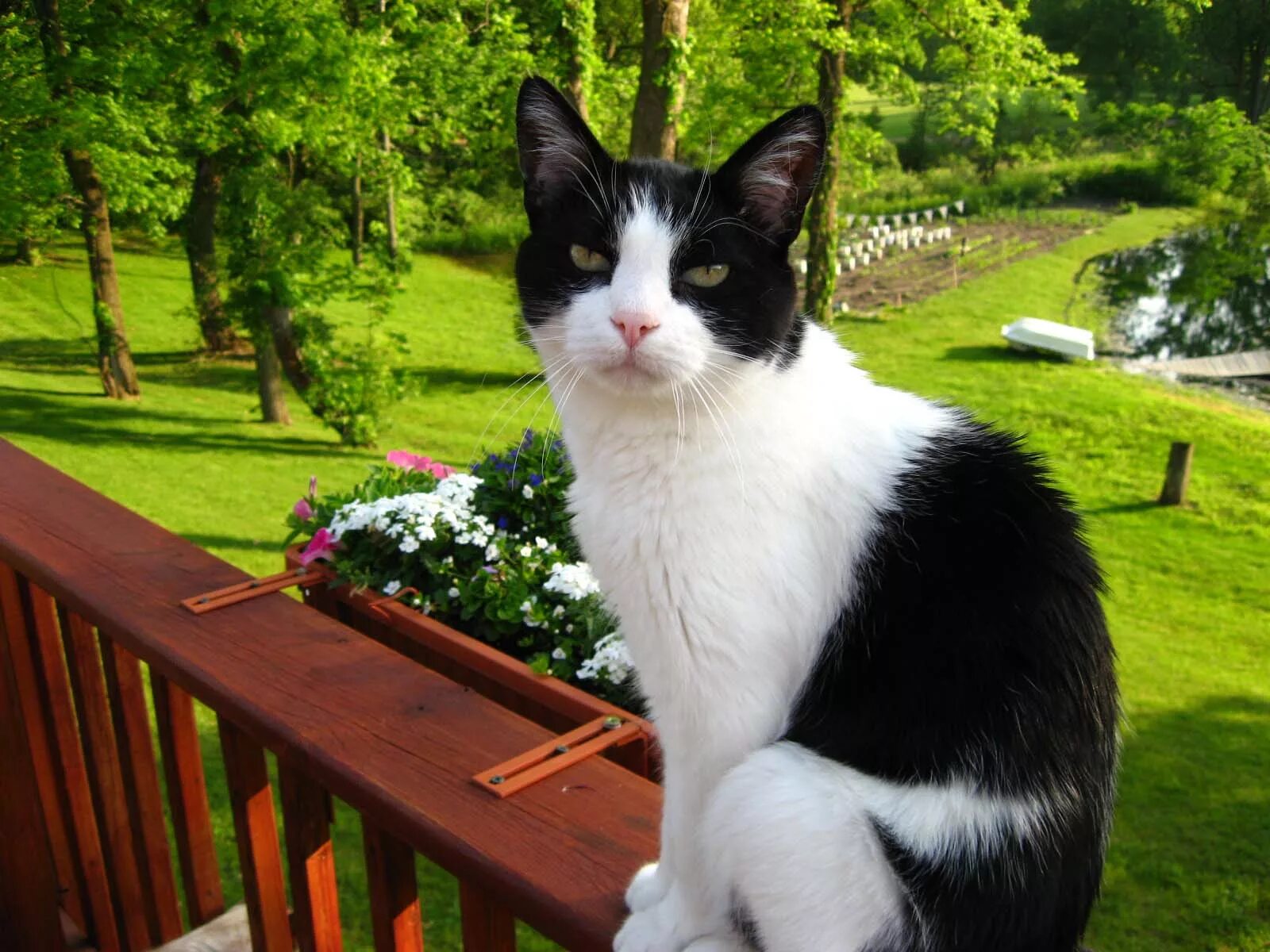 Tuxedo cat. Такседо кошка. порода тукседо. tuxedo кошка. тукседо кот.