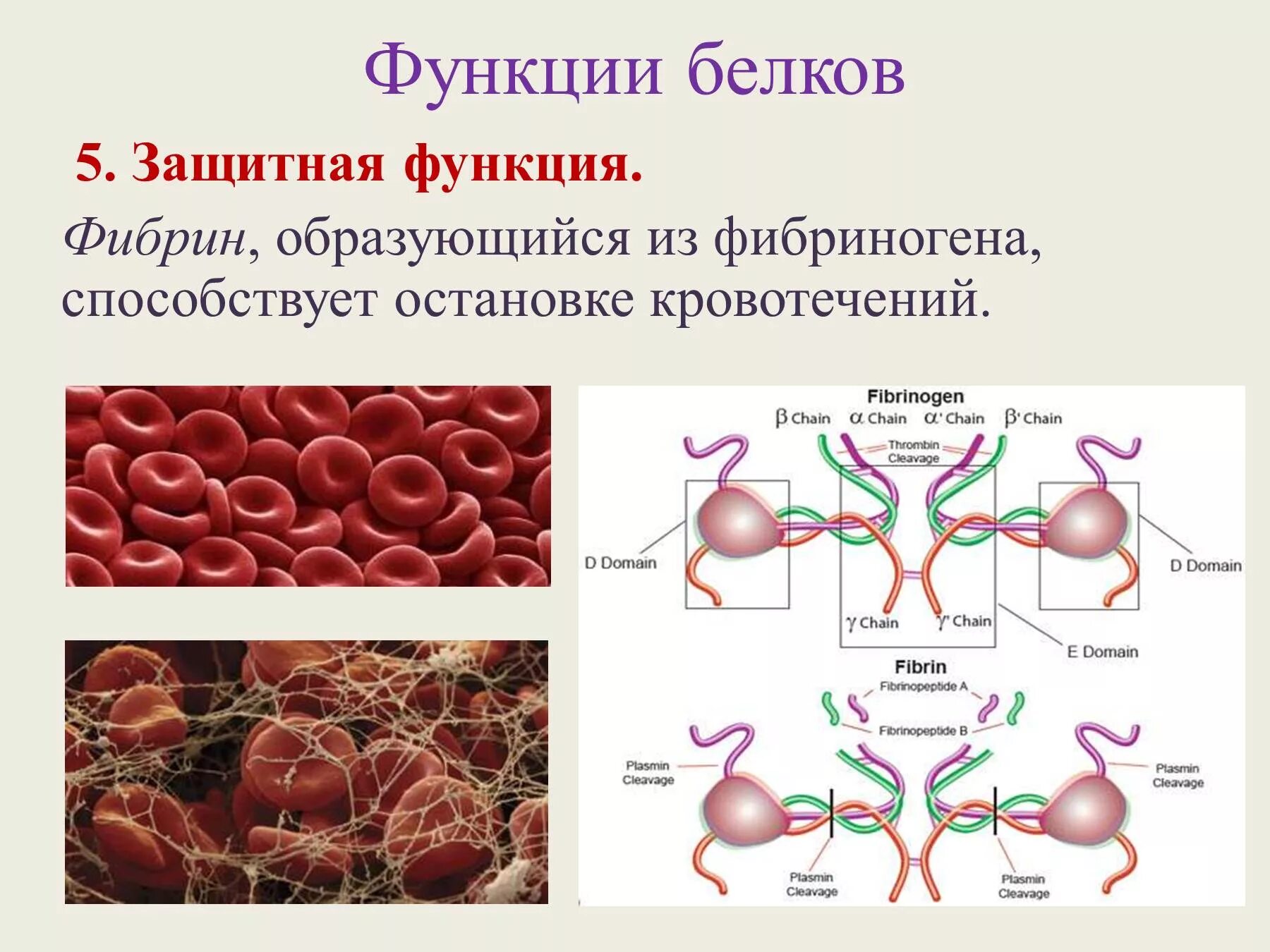 Белки защиты и нападения функции. Характеристика защитной функции белков. Защитная функция белков. Основная биологическая роль фибрина это. Название 3 белков