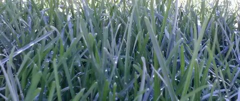 Blues grass