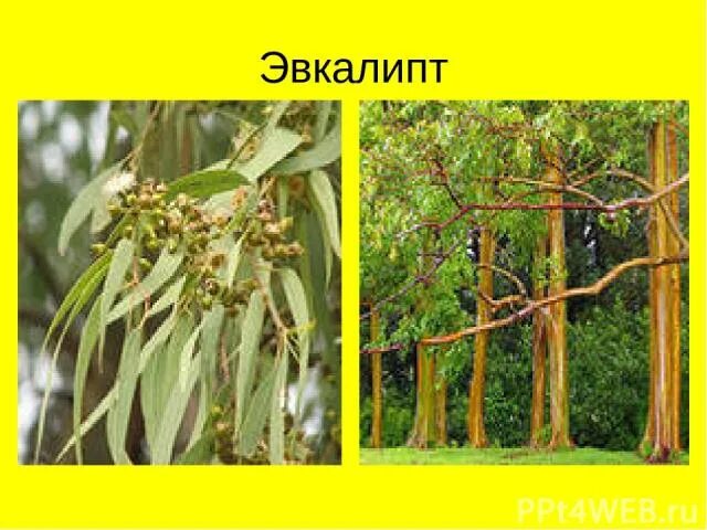 Эвкалипт для чего. Эвкалипт царственный миртовые. эвкалипт лимонный в сочи. эвкалипт дерево в краснодарском крае. эвкалипт лимонный в природе.