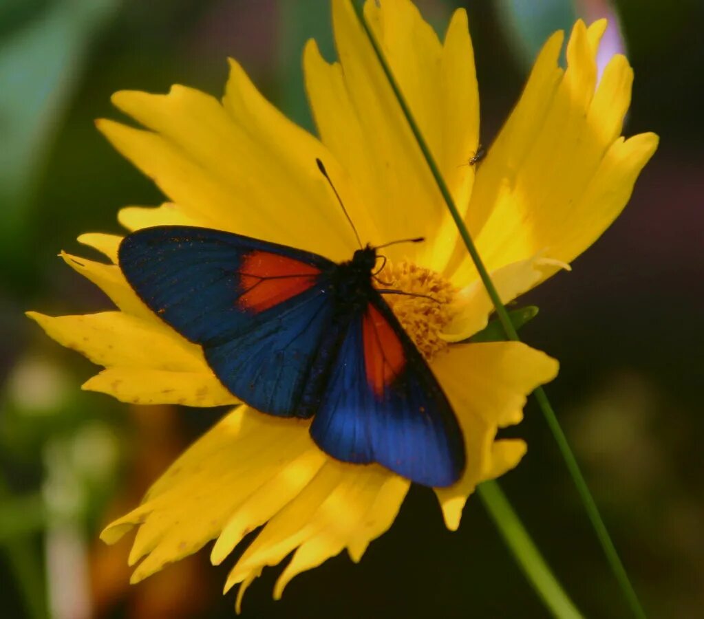 Batesia hypochlora Butterfly Butterfly. Сине желтая бабочка. Бабочка синяя с красным. Синяя и красная и желтая бабочка.