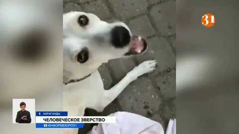 Скинул собаку