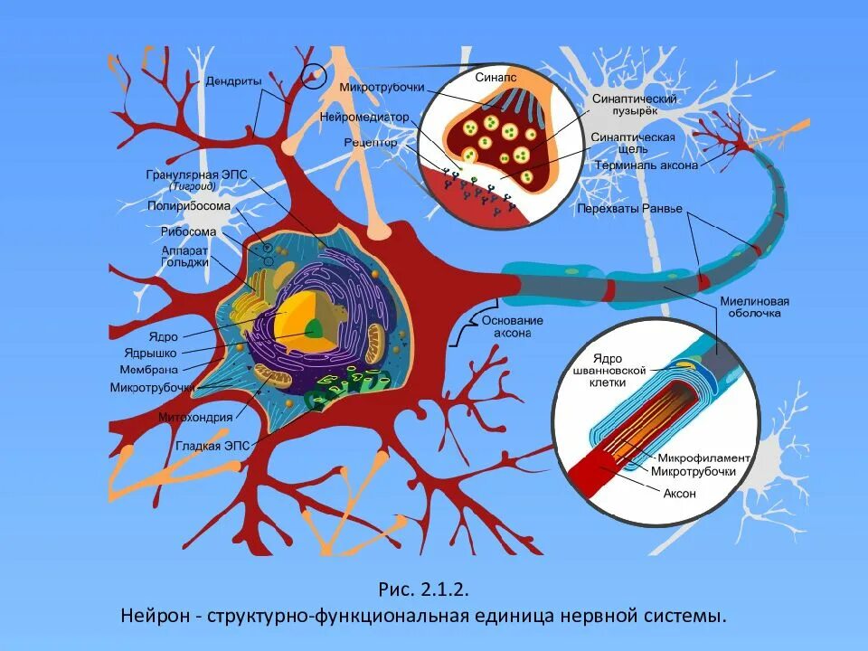 Нейрон как функциональная единица цнс. Нейрон структурно-функциональная единица нервной системы. структурно функциональная единица цнс. структурная единица нервной клетки. структурно-функциональная единица нервной клетки.