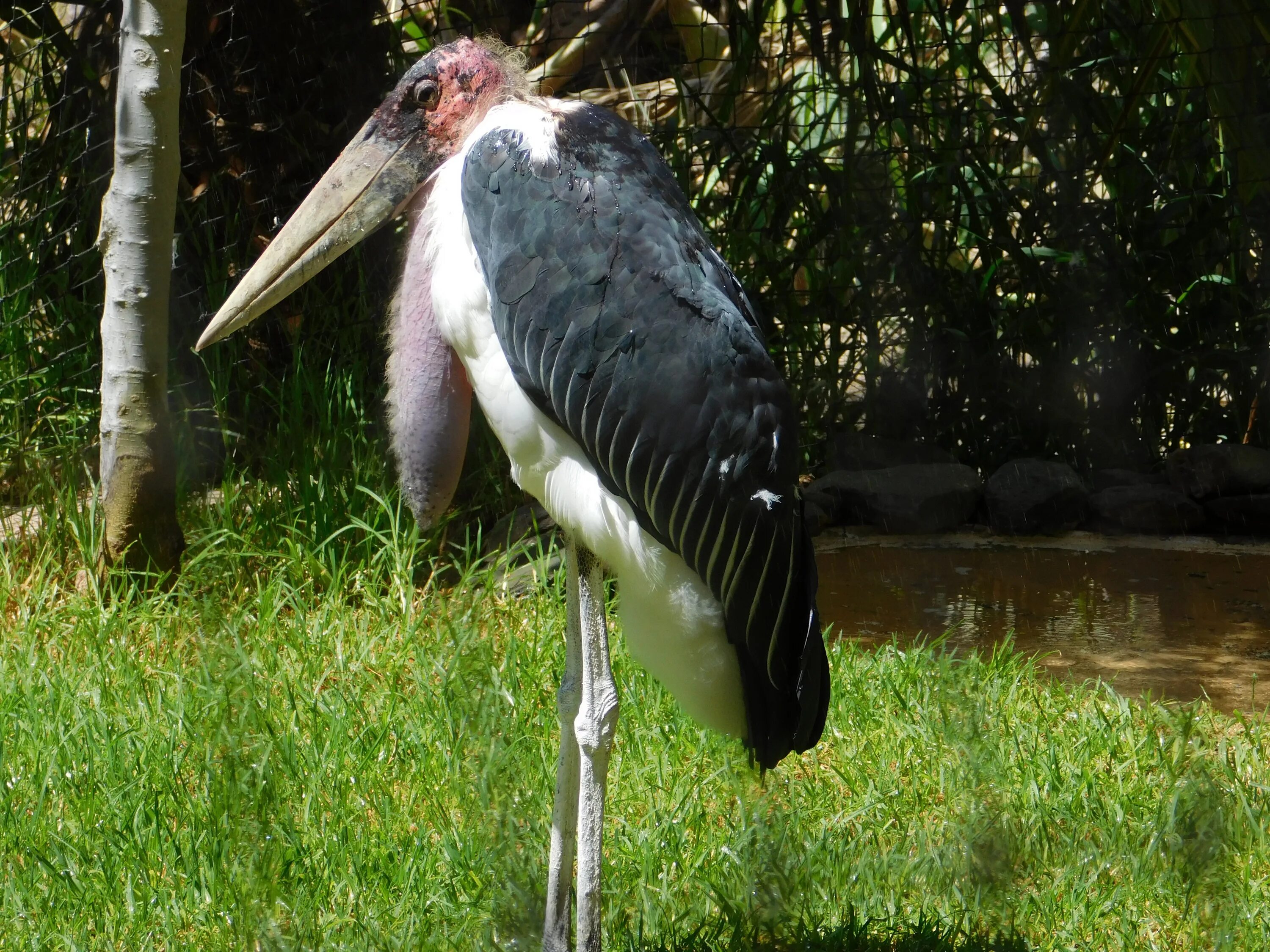 Марабу обитает. Африканский Марабу. Африканская птица Марабу. Аист Марабу птица. Страус Марабу.