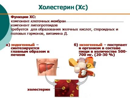 Роль холестерина в организме