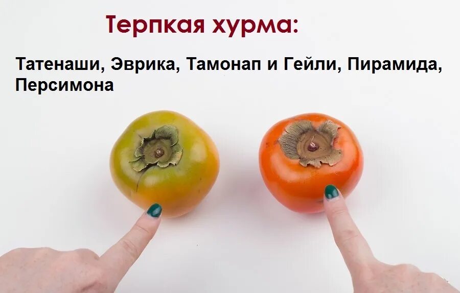Что сделать чтобы хурма не вязала. Шутки про хурму. хурма прикол. мемы про хурму. как правильно выбрать хурму.