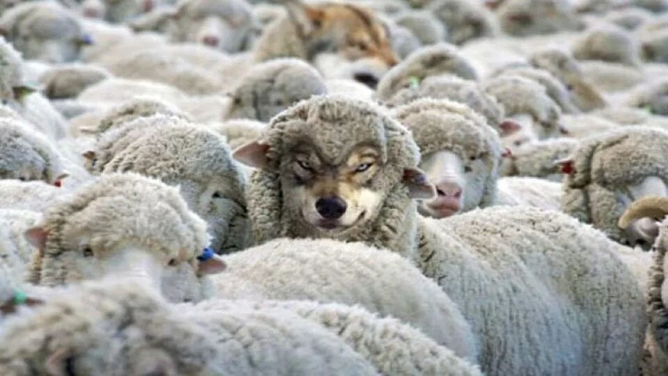 Wolf in Sheeps clothing False prophets, Sheep clothing, Animals
