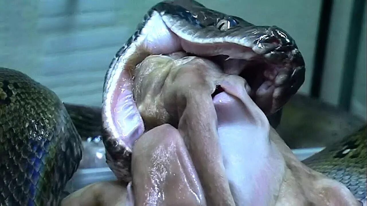 Питон проглотил девушку. Змея проглотила девушку. Анаконда питон и женщина. Змея проглотила девушку. Ламия анаконда.