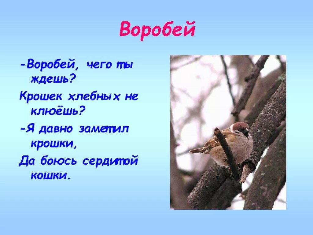 Заметил воробья. Воробей чего ты ждёшь крошек хлебных не клюёшь. Стих Воробей чего ты ждешь. Воробей клевал крошки хлеба. А.Тараскин «Воробей, что ты ждешь…».