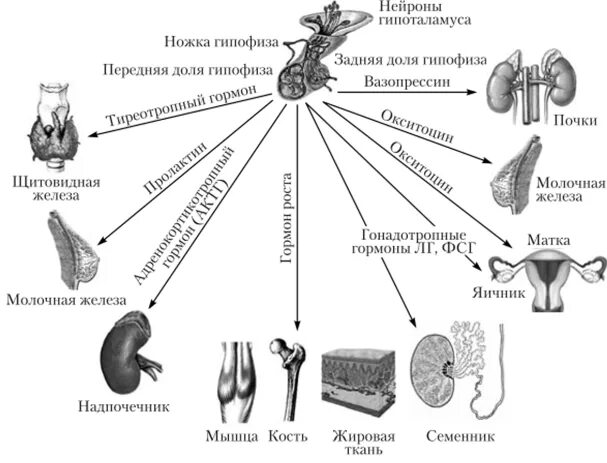 Гипофиз почек. Гормоны гипофиза схема. Внутреннее строение гипофиза. Гипофиз и гипоталамус функции. 3. Схема строения гипоталамо-гипофизарной нейросекреторной системы.