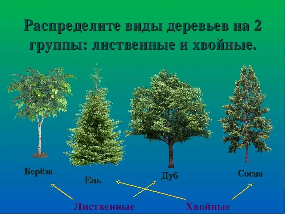 Дерева деревья различие. Листвинные дерпевья и хвой. деревья делятся на лиственные и хвойные. хвойные и лиственные деревья названия.