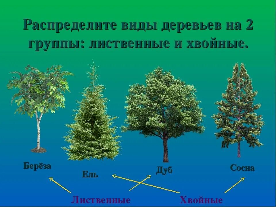 Хвойные и лиственные. Липа хвойное или лиственное дерево. Листвинные дерпевья и хвой. Деревья делятся на лиственные и хвойные. Хвойные и лиственные деревья названия.