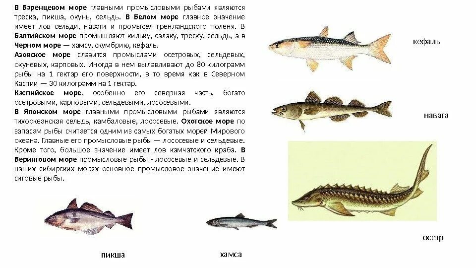 Промысловые рыбы Баренцева моря. Рыба Баренцева моря список. Промысловые рыбы Баренцева моря список. Промысловые рыбы Балтийского моря.