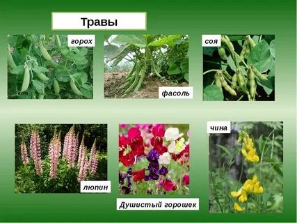 Горох двудольное