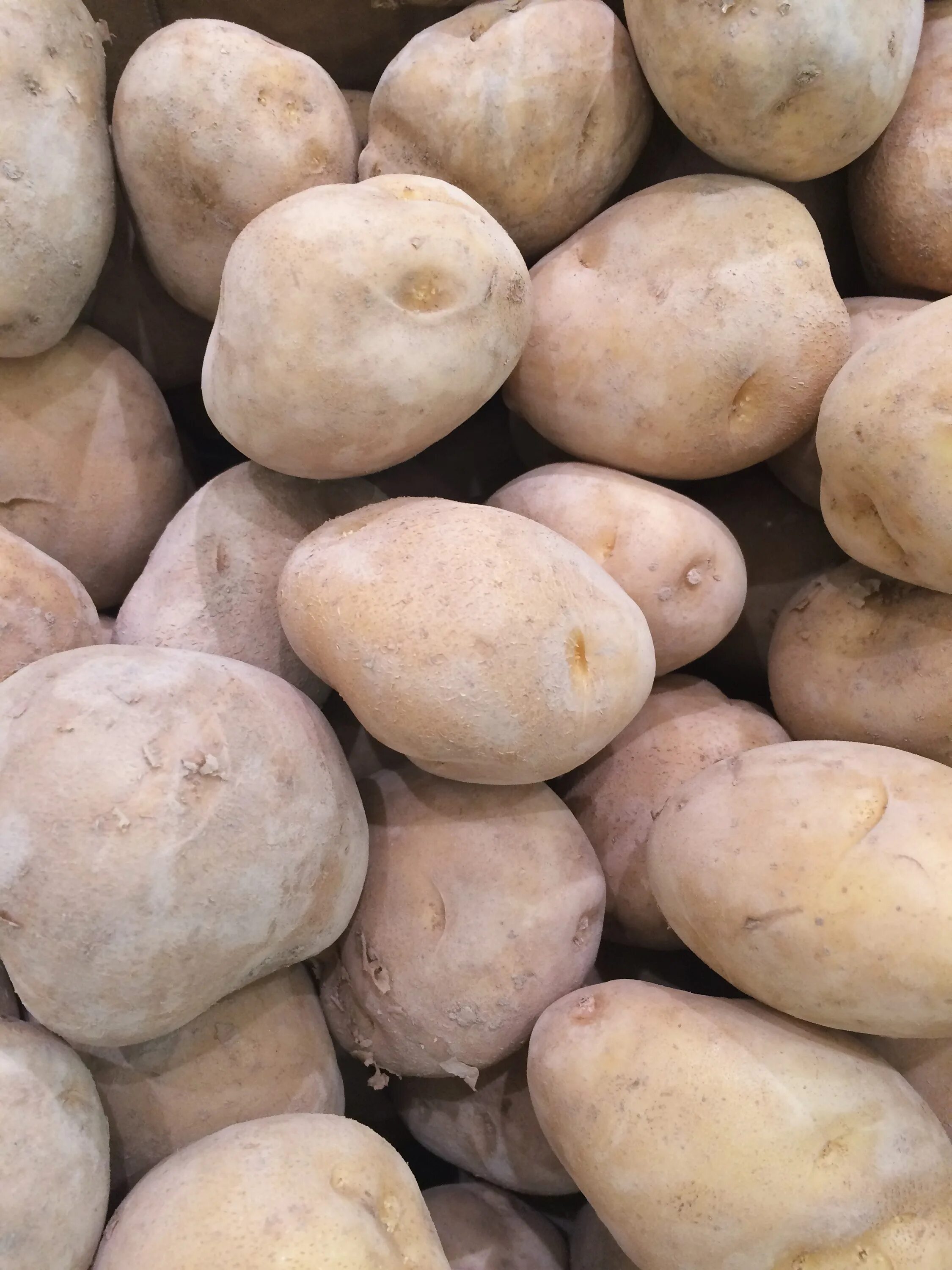 Урожай картофеля. Картофель продовольственный. Кормовые сорта картофеля. Картофель. Покажи фотку картошки.