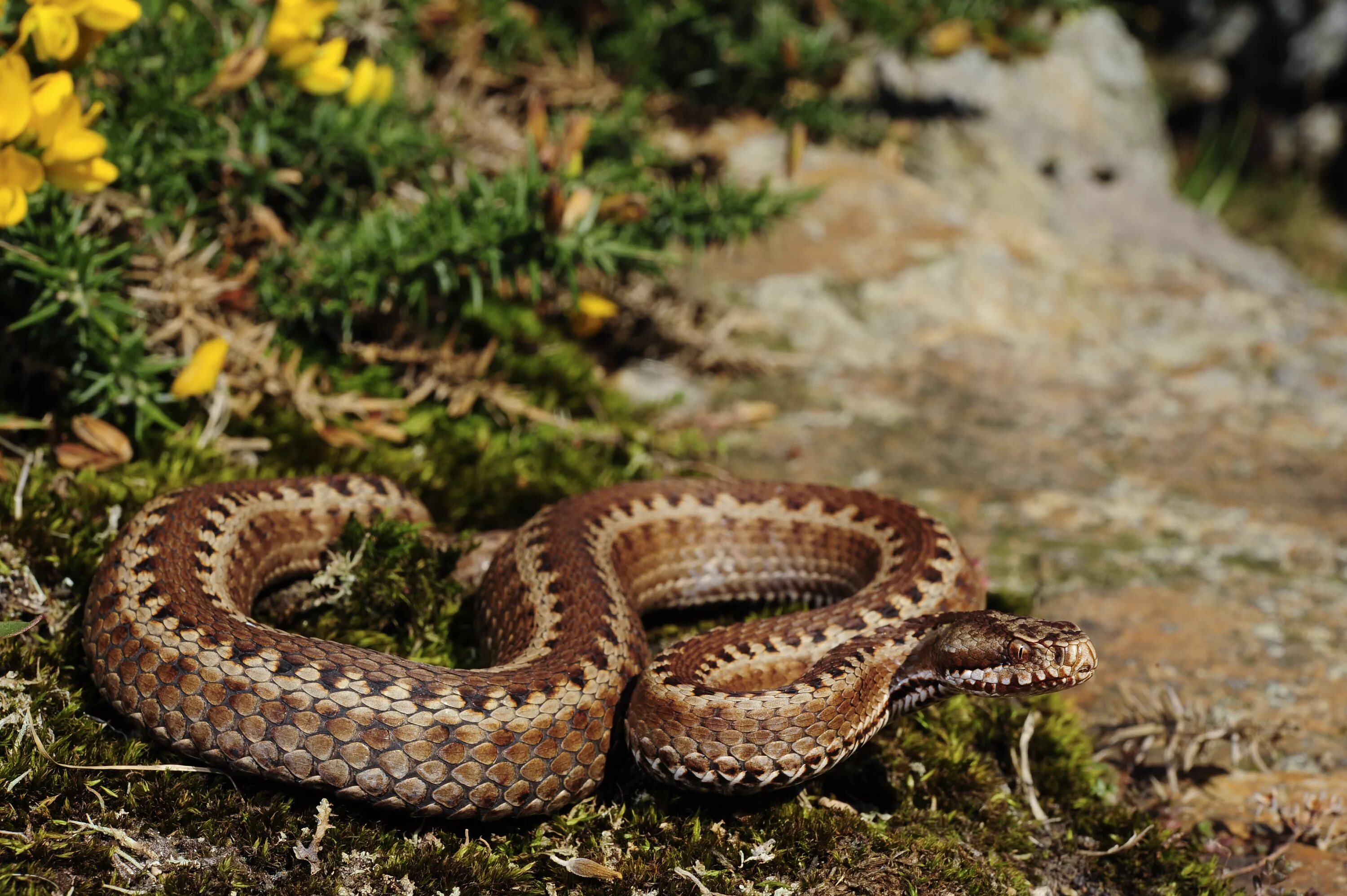 Vipera оборудование 2.0. Семейство Гадюковые змеи. Пиренейская гадюка. Курносая гадюка. Гадюковые (подсемейство).