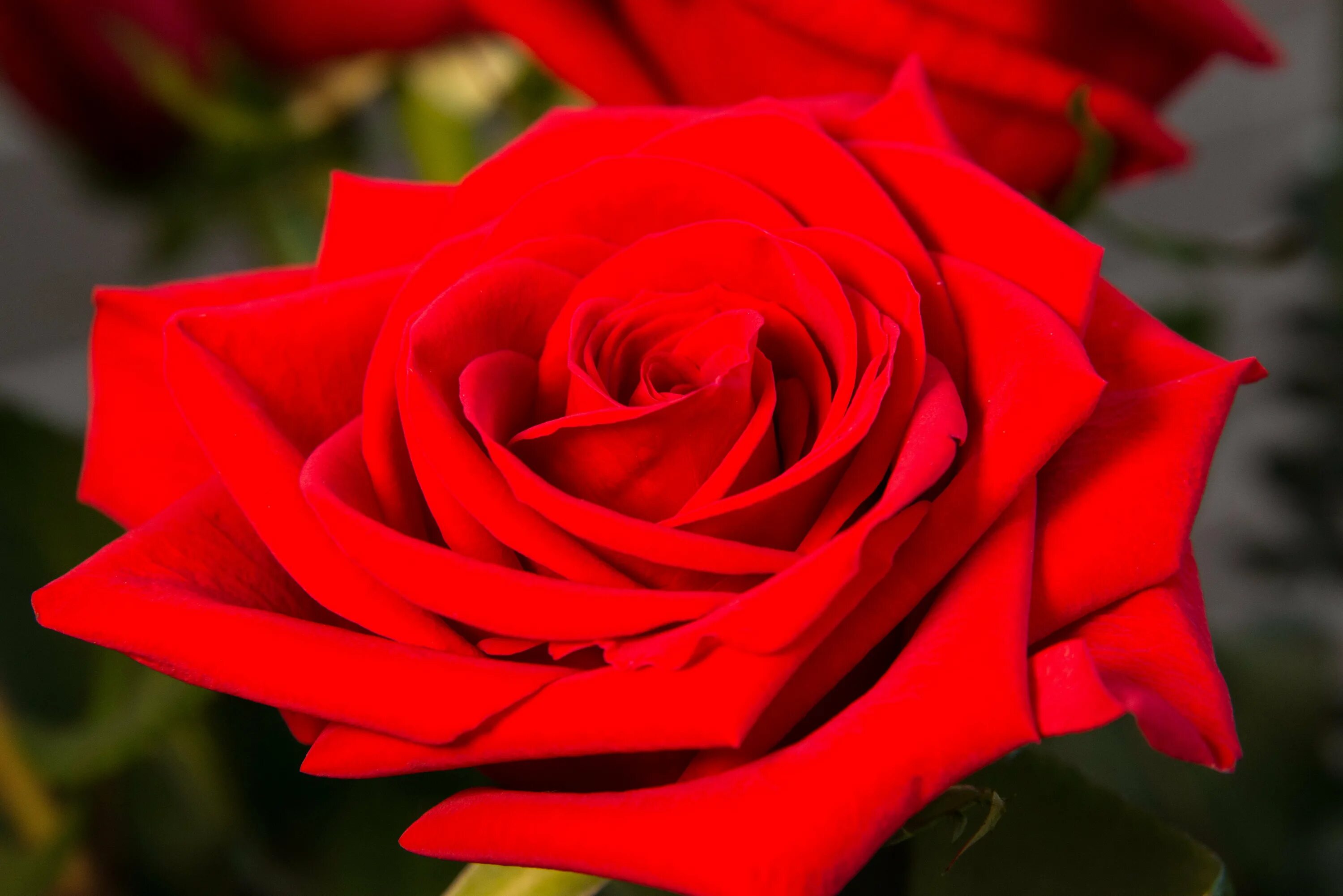 Красный также. Роза ред лендс. Роза Red Maya (ред Майя). Алые розы. Роза ярко красного цвета.