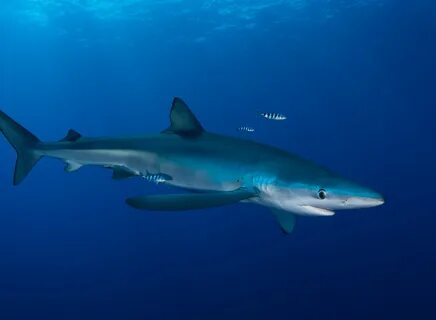 Корабль blue shark