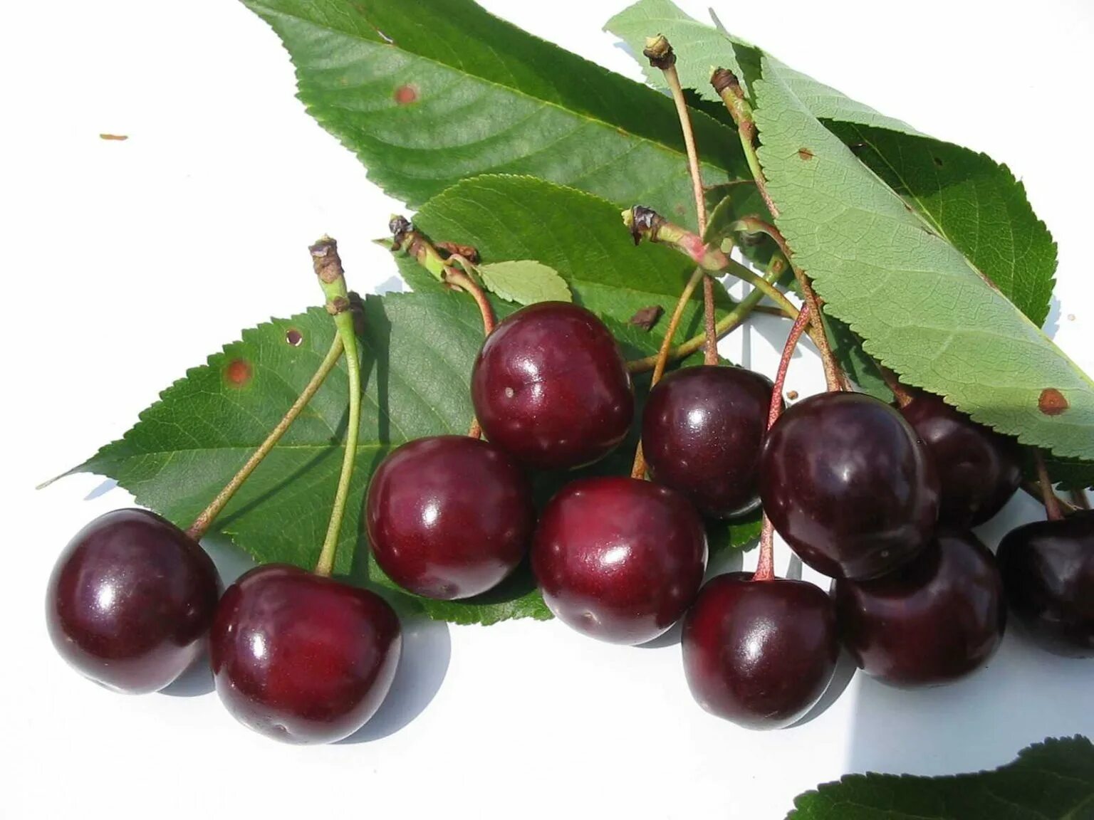 Десертные сорта вишни