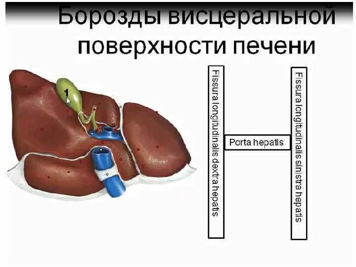 Продольная борозда печени. Правая продольная борозда печени. Висцеральная поверхность печени ворота. Продольная борозда печени. Продольная борозда печени.
